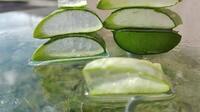 Čistý Aloe vera je vhodný na každodenné pitie ako prevencia proti zdravotným problémom